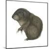 Mountain Beaver (Aplodontia Rufa), Mammals-Encyclopaedia Britannica-Mounted Art Print