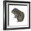 Mountain Beaver (Aplodontia Rufa), Mammals-Encyclopaedia Britannica-Framed Art Print