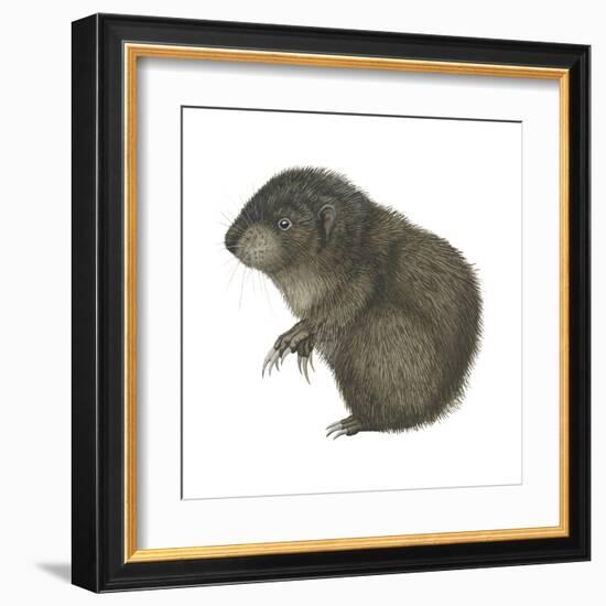 Mountain Beaver (Aplodontia Rufa), Mammals-Encyclopaedia Britannica-Framed Art Print