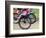 Mountain Bike Race, Bannockburn, near Cromwell, Central Otago, South Island, New Zealand-David Wall-Framed Photographic Print