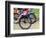 Mountain Bike Race, Bannockburn, near Cromwell, Central Otago, South Island, New Zealand-David Wall-Framed Photographic Print