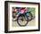 Mountain Bike Race, Bannockburn, near Cromwell, Central Otago, South Island, New Zealand-David Wall-Framed Photographic Print