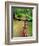 Mountain Bike Trail Riding-Chuck Haney-Framed Photographic Print