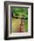 Mountain Bike Trail Riding-Chuck Haney-Framed Photographic Print