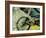 Mountain Bike-Sisa Jasper-Framed Art Print