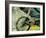 Mountain Bike-Sisa Jasper-Framed Art Print