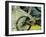 Mountain Bike-Sisa Jasper-Framed Art Print