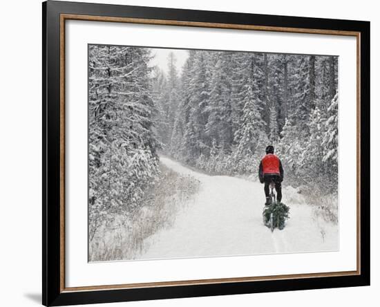 Mountain Biker Bringing Home the Family Christmas Tree, Whitefish, Montana, USA-Chuck Haney-Framed Photographic Print