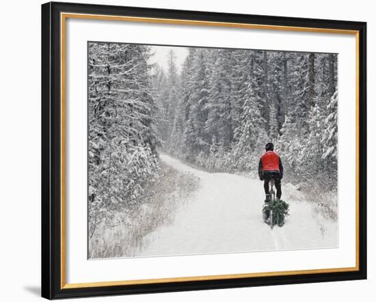 Mountain Biker Bringing Home the Family Christmas Tree, Whitefish, Montana, USA-Chuck Haney-Framed Photographic Print