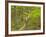 Mountain Biking at Brown County State Park in Indiana, Usa-Chuck Haney-Framed Photographic Print