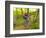 Mountain Biking at Brown County State Park in Indiana, Usa-Chuck Haney-Framed Photographic Print