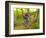 Mountain Biking at Brown County State Park in Indiana, Usa-Chuck Haney-Framed Photographic Print