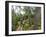 Mountain biking on the Stairway to Heaven Trail in Copper Harbor, Michigan, USA-Chuck Haney-Framed Photographic Print