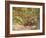 Mountain Biking on the Thompson Loop, Tsali Recreation Area, North Carolina, USA-Chuck Haney-Framed Photographic Print