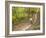 Mountain Biking on the Thompson Loop, Tsali Recreation Area, North Carolina, USA-Chuck Haney-Framed Photographic Print