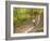 Mountain Biking on the Thompson Loop, Tsali Recreation Area, North Carolina, USA-Chuck Haney-Framed Photographic Print