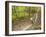 Mountain Biking on the Thompson Loop, Tsali Recreation Area, North Carolina, USA-Chuck Haney-Framed Photographic Print