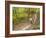 Mountain Biking on the Thompson Loop, Tsali Recreation Area, North Carolina, USA-Chuck Haney-Framed Photographic Print