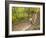 Mountain Biking on the Thompson Loop, Tsali Recreation Area, North Carolina, USA-Chuck Haney-Framed Photographic Print