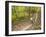 Mountain Biking on the Thompson Loop, Tsali Recreation Area, North Carolina, USA-Chuck Haney-Framed Photographic Print