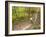 Mountain Biking on the Thompson Loop, Tsali Recreation Area, North Carolina, USA-Chuck Haney-Framed Photographic Print