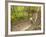 Mountain Biking on the Thompson Loop, Tsali Recreation Area, North Carolina, USA-Chuck Haney-Framed Photographic Print