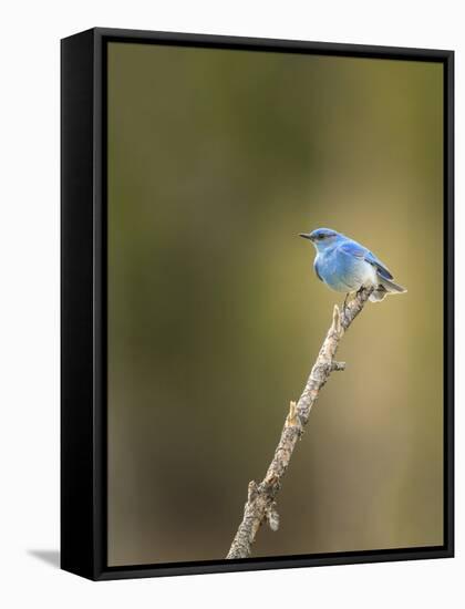 Mountain Blue Bird-Galloimages Online-Framed Premier Image Canvas