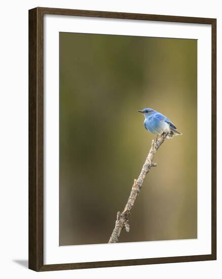 Mountain Blue Bird-Galloimages Online-Framed Photographic Print