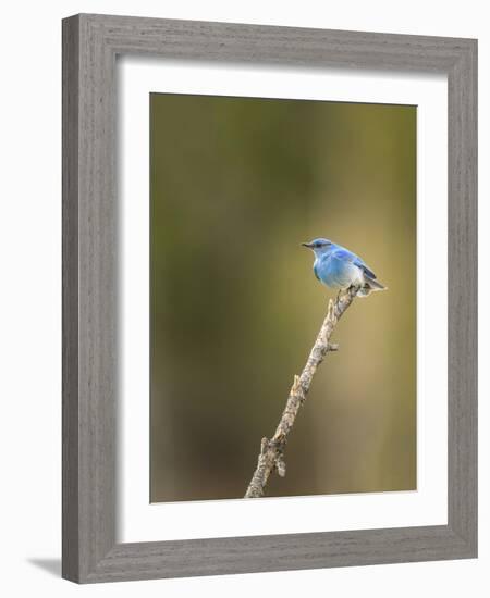 Mountain Blue Bird-Galloimages Online-Framed Photographic Print