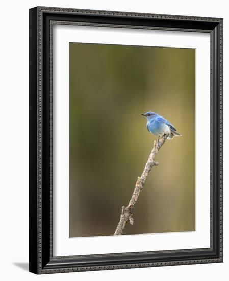 Mountain Blue Bird-Galloimages Online-Framed Photographic Print