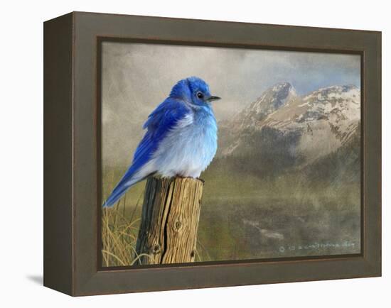Mountain Blue Bird-Chris Vest-Framed Stretched Canvas