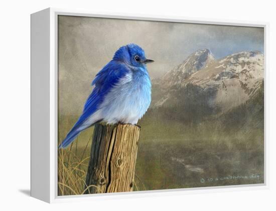 Mountain Blue Bird-Chris Vest-Framed Stretched Canvas