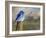 Mountain Blue Bird-Chris Vest-Framed Art Print