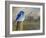 Mountain Blue Bird-Chris Vest-Framed Art Print