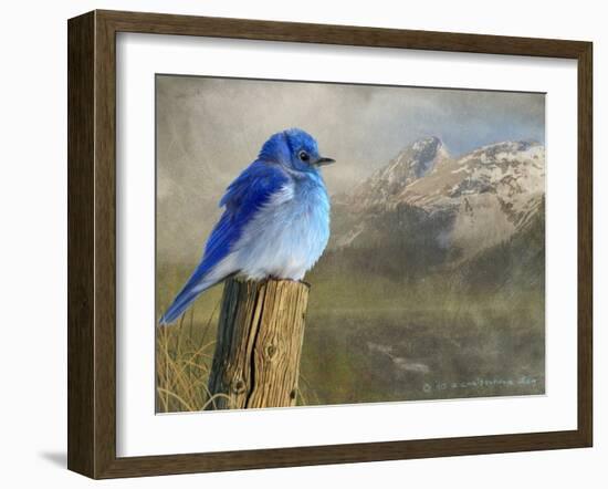 Mountain Blue Bird-Chris Vest-Framed Art Print