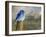 Mountain Blue Bird-Chris Vest-Framed Art Print