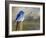 Mountain Blue Bird-Chris Vest-Framed Art Print