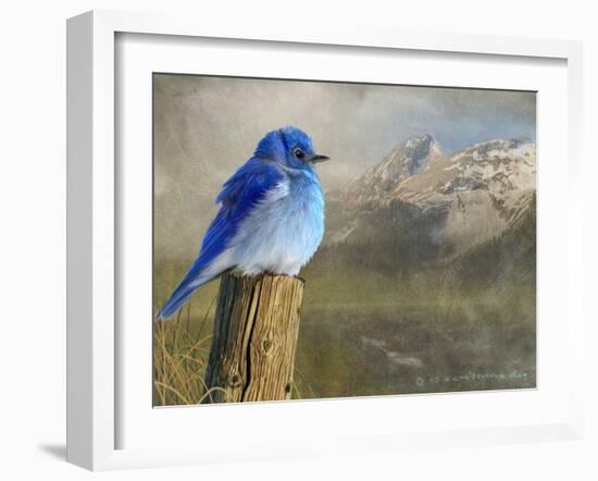 Mountain Blue Bird-Chris Vest-Framed Art Print