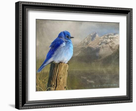 Mountain Blue Bird-Chris Vest-Framed Art Print