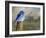 Mountain Blue Bird-Chris Vest-Framed Art Print