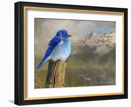 Mountain Blue Bird-Chris Vest-Framed Art Print