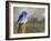 Mountain Blue Bird-Chris Vest-Framed Art Print