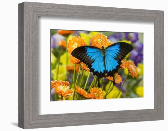 Mountain Blue Butterfly-Darrell Gulin-Framed Photographic Print