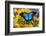 Mountain Blue Butterfly-Darrell Gulin-Framed Photographic Print