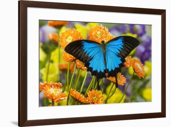 Mountain Blue Butterfly-Darrell Gulin-Framed Premium Photographic Print