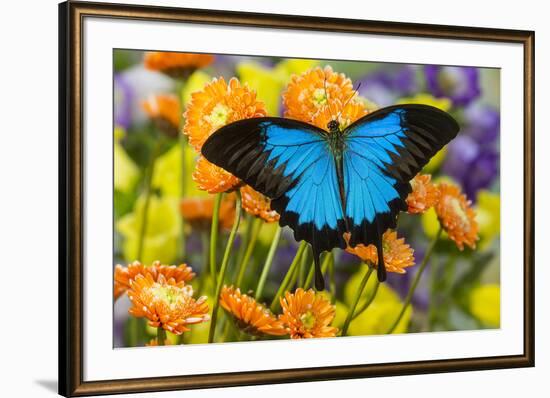 Mountain Blue Butterfly-Darrell Gulin-Framed Premium Photographic Print