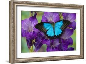 Mountain Blue Swallowtail of Australia, Papilio Ulysses-Darrell Gulin-Framed Photographic Print