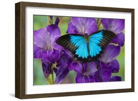 Mountain Blue Swallowtail of Australia, Papilio Ulysses-Darrell Gulin-Framed Photographic Print