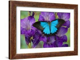 Mountain Blue Swallowtail of Australia, Papilio Ulysses-Darrell Gulin-Framed Photographic Print
