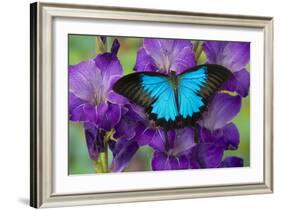 Mountain Blue Swallowtail of Australia, Papilio Ulysses-Darrell Gulin-Framed Photographic Print